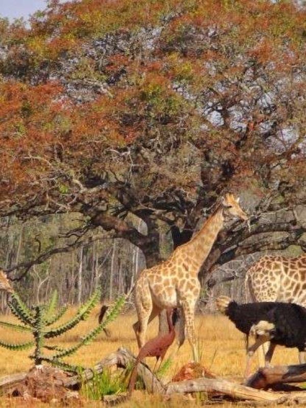 Mukuvisi-Woodlands-3-770x550 (1)